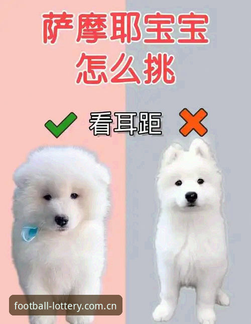 新手必看：世界杯体育竞彩网登录入口推荐与完整使用指南